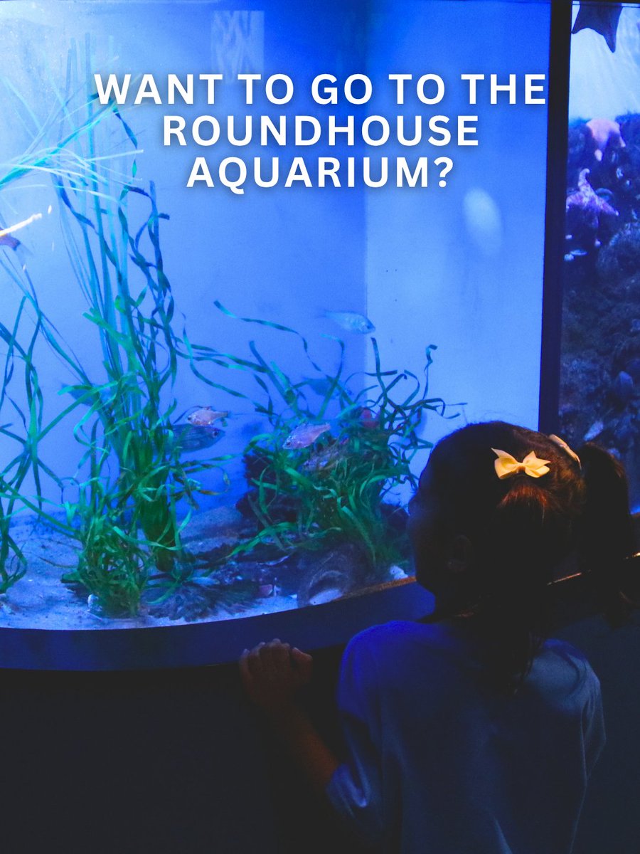 RBeautification's tweet photo. Weekend plans = beach + fish + zero stress 🐟

Swing by the Roundhouse Aquarium and support a space that’s been educating visitors since its rebuild in 2018. Follow for more coastal content 🌴#WeekendMood #RoundhouseAquarium #BeachLife https://t.co/PjXDSMOjvf