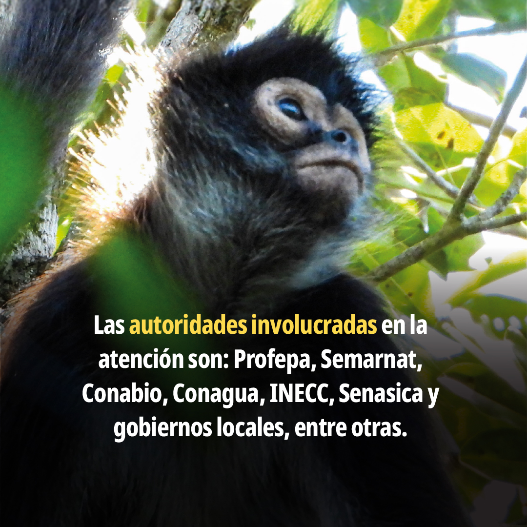 PROFEPA tweet media