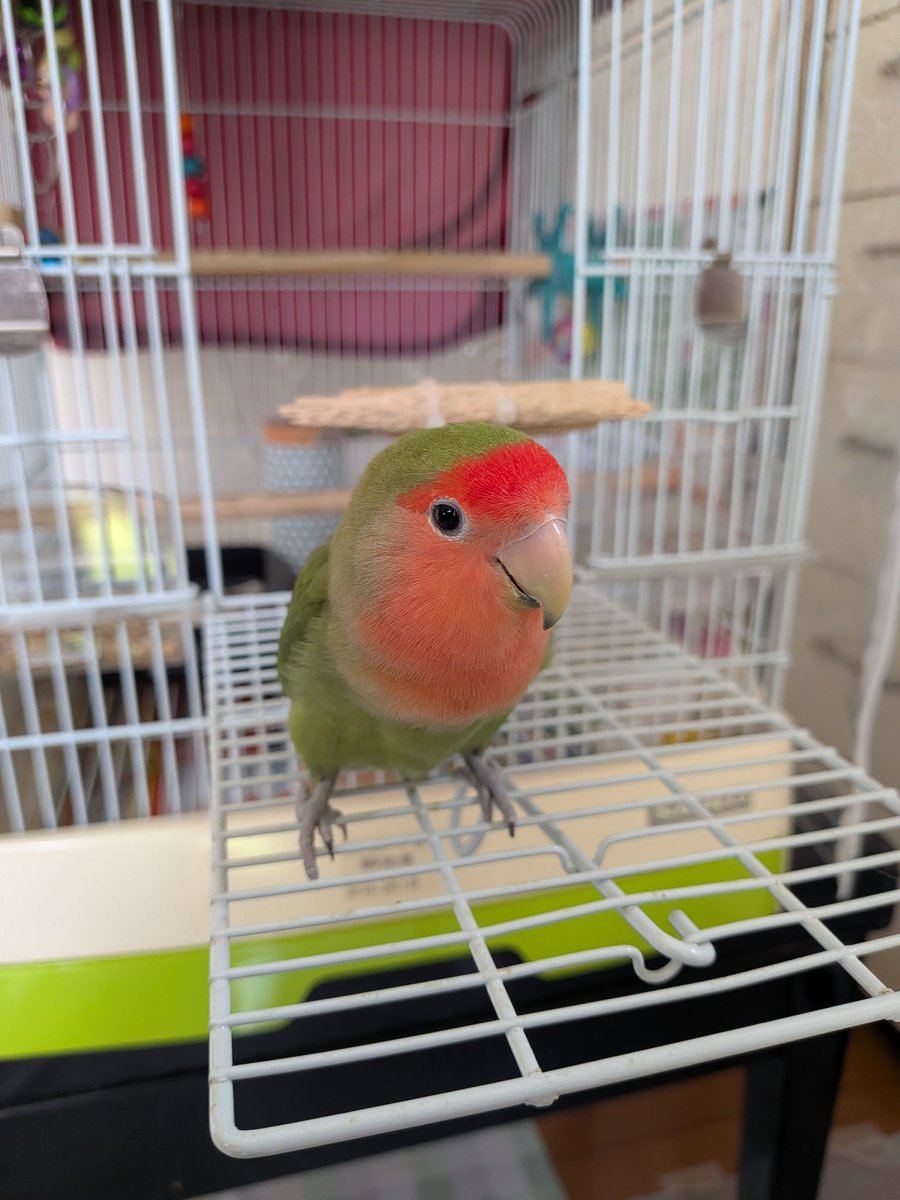 FaibuG's tweet photo. ピー子ちゃんが2ヶ月ぶりに74個目の卵🥚を産みました。🦜🐈‍⬛ https://t.co/O7iC8KTAOe