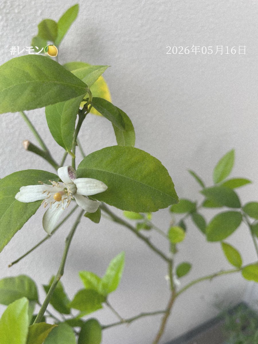 おっはようございます🌞 レモンの花が咲いていたー！！！ #観察日記