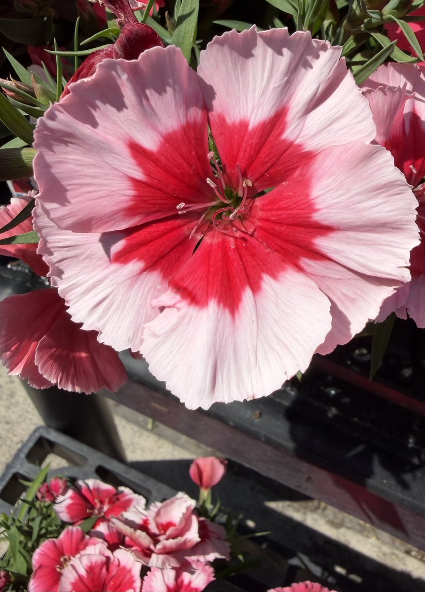 DAnnesEyes's tweet photo. It’s Flower Friday ! #flowerfriday #photography #Nature #WalkAboutIt #EnjoyYourViews 🌹❤️🎯 https://t.co/UK4WbozUTR