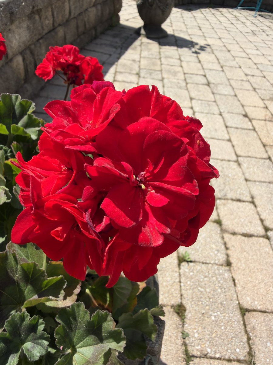 DAnnesEyes's tweet photo. It’s Flower Friday ! #flowerfriday #photography #Nature #WalkAboutIt #EnjoyYourViews 🌹❤️🎯 https://t.co/UK4WbozUTR