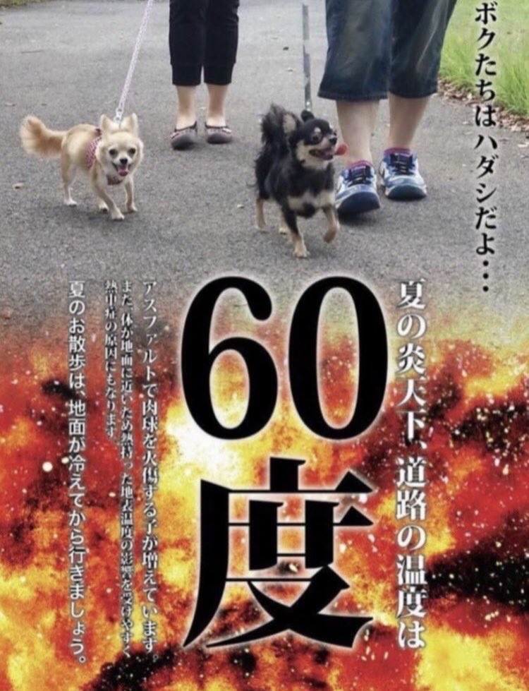 aluhoney's tweet photo. あの時
こうしておけば良かったのに
という言葉 大嫌い
「あの時」は二度と来ない

【🔥暑い昼間に
子供や犬猫と散歩やめて】

【ほんの数分のつもりでも
🔥車内に置き去りやめて】

#注意喚起 #肉球火傷 #熱中症 #無神経な親 #思いやりのない飼い主 #命軽視 #声かけ #繋ぎ待たせは危険です #地域の目 https://t.co/e6FBYZtifO