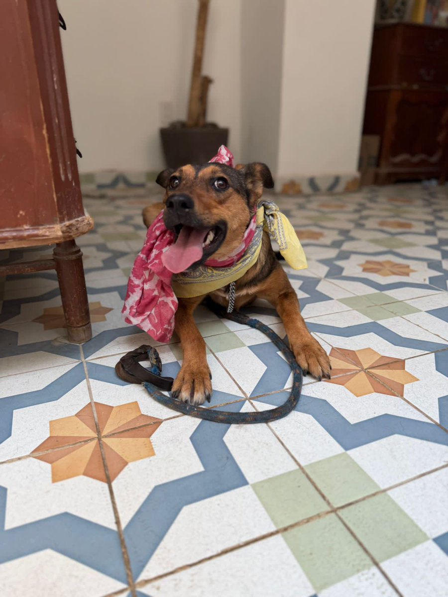 𝙷𝚎𝚕𝚊 𝙼𝚘𝚛𝚎 🐶 tweet media