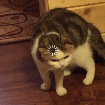 NEKOBOT tweet media
