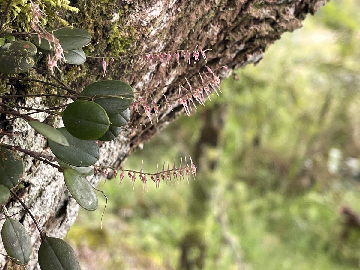 Post by WILD WIND on X: ⛰️と植物 📸