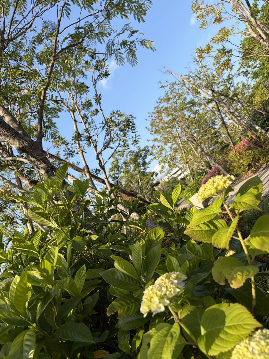 SABOTENNF's tweet photo. パークウェルステイトのお庭がいい感じに生い茂ってきました🌿 花はツツジからアジサイへ。季節を感じられる素敵なお庭です。ライズの下の木々も強風に耐えて成長してくれ〜！ 散歩が気持ちいい時期になったせいか、公園の🚬も増えている気が... 小さいお子様やペットをお連れの方々お気をつけて⚠️ https://t.co/oOSyNRvDUe