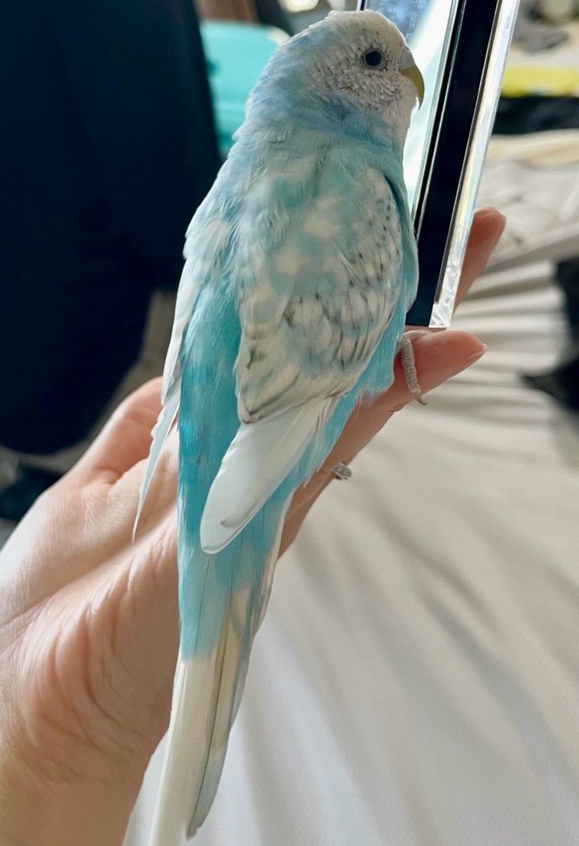 🍀#江東区迷子鳥セキセイインコ🐥 #保護鳥 #拡散希望 白と水色の綺麗な