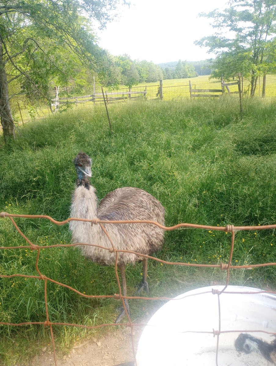 Farm Boy tweet media