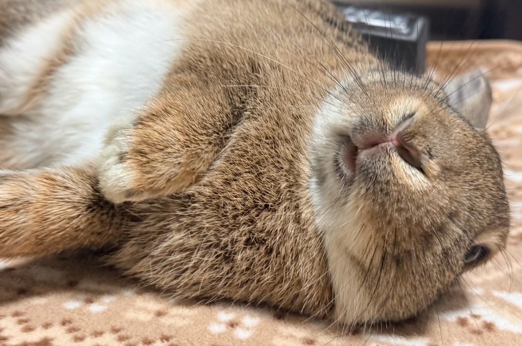 Rabbit_on_diary's tweet photo. お口ちょっとあいてますよ... https://t.co/X4z2GM7wKs