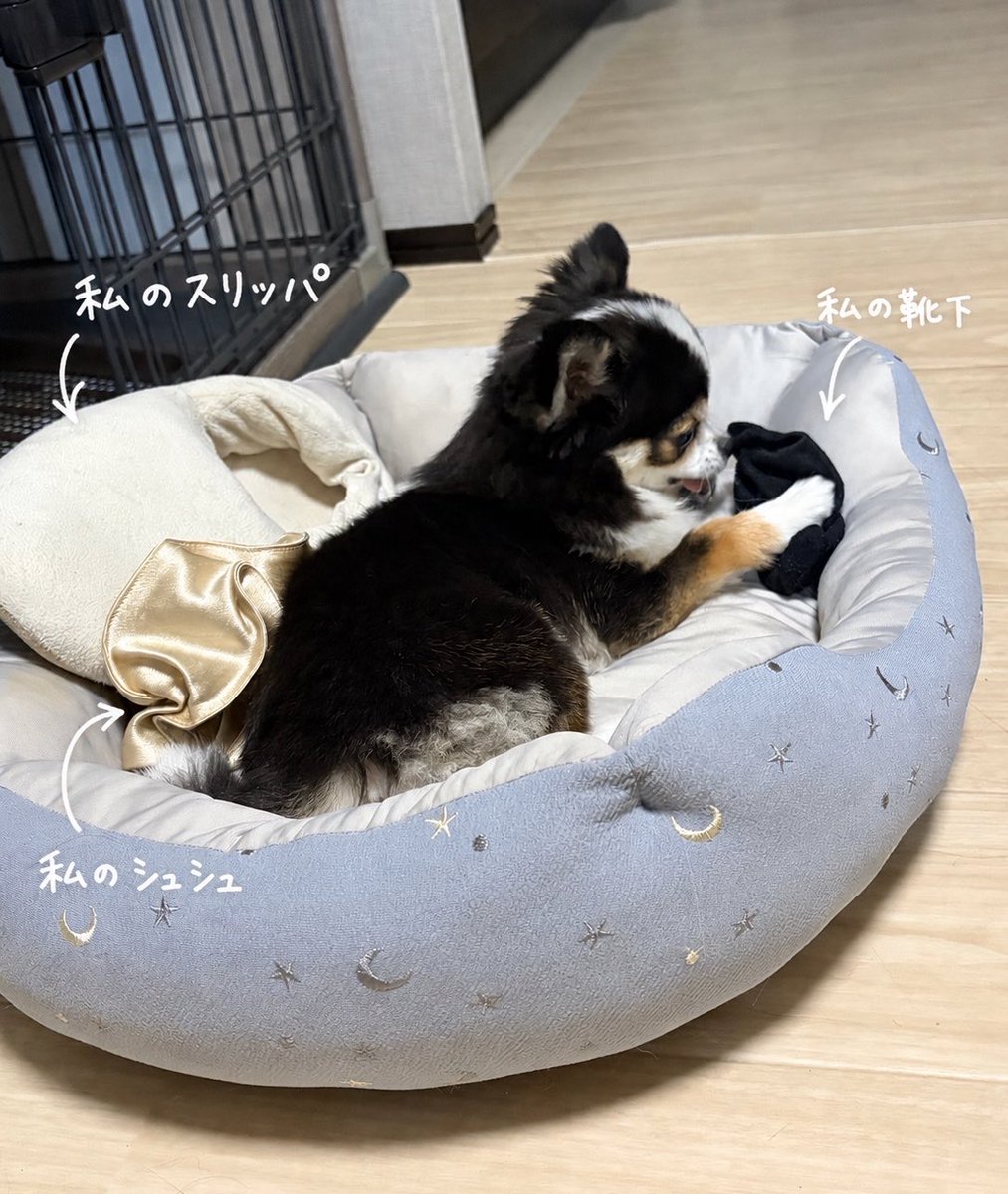 kawaii_nagaiki's tweet photo. お仕事でかまってあげられてなかったら
どこに落ちてたのかもわからない「私の匂いのするもの」をベッドに集めてひとりで遊んでて抱きしめた https://t.co/OWPF8ZO40Y