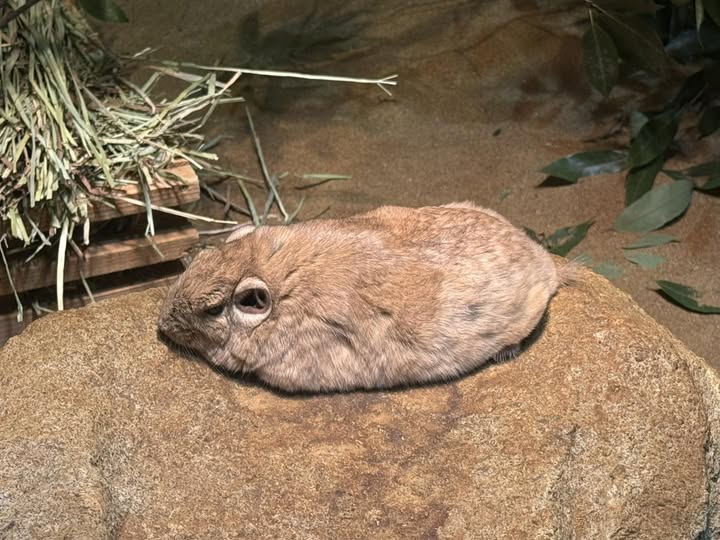 埼玉県こども動物自然公園【公式】🐨 tweet media