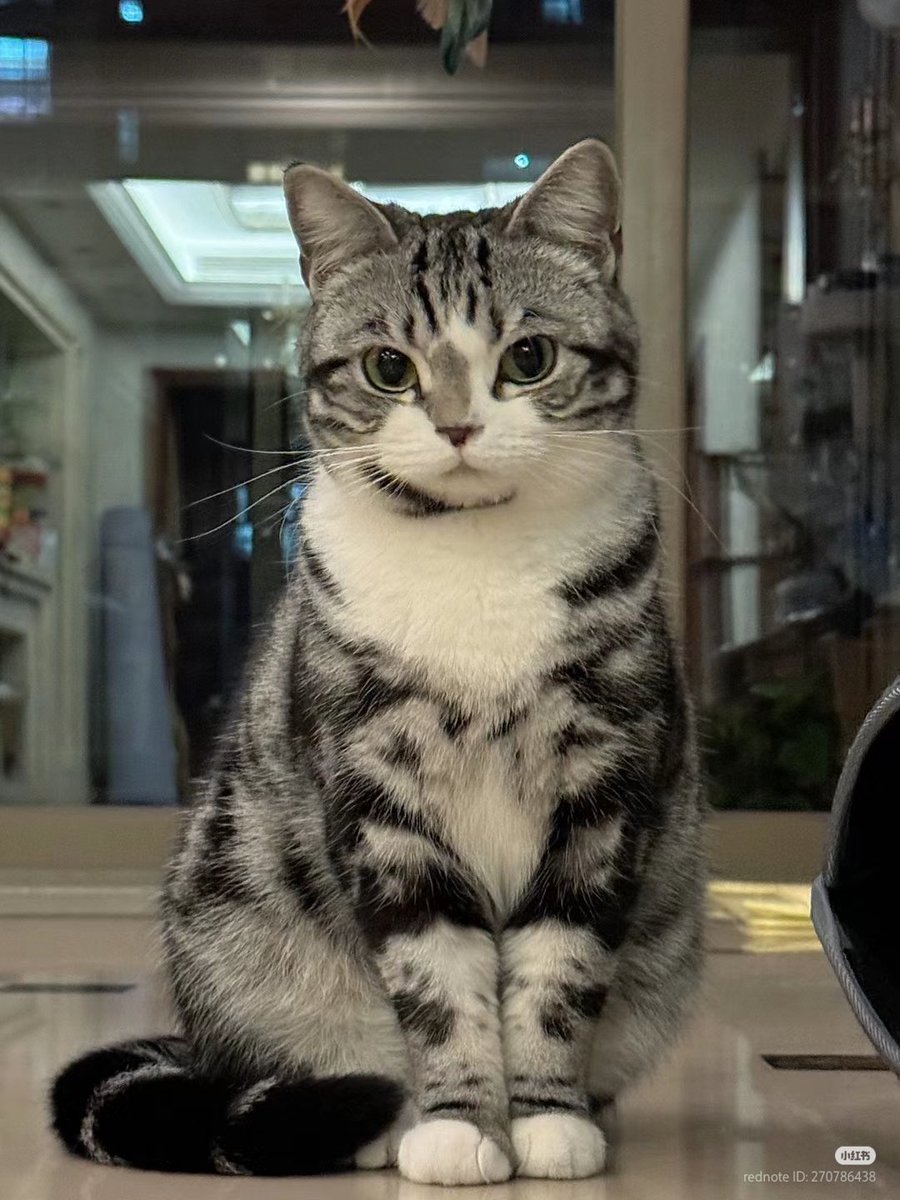 TheCatsX's tweet photo. so elegant https://t.co/YDFsHFssze
