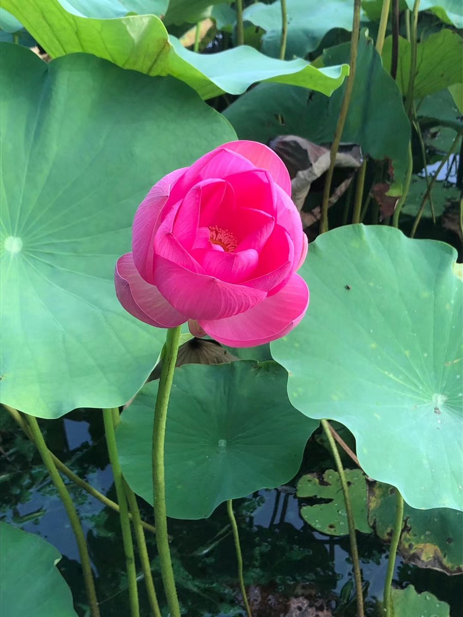 jflyer27's tweet photo. [Join our campus photography club this Wed! We’ll explore the west campus lotus pond, snap stunning shots u0026 share tips. New members always welcome! ]， https://t.co/Q2M9ERkF0w