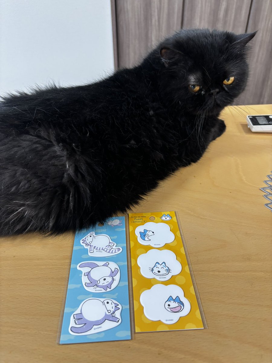 asari23710's tweet photo. 12ひきめの ねこ https://t.co/8nfffSiye3