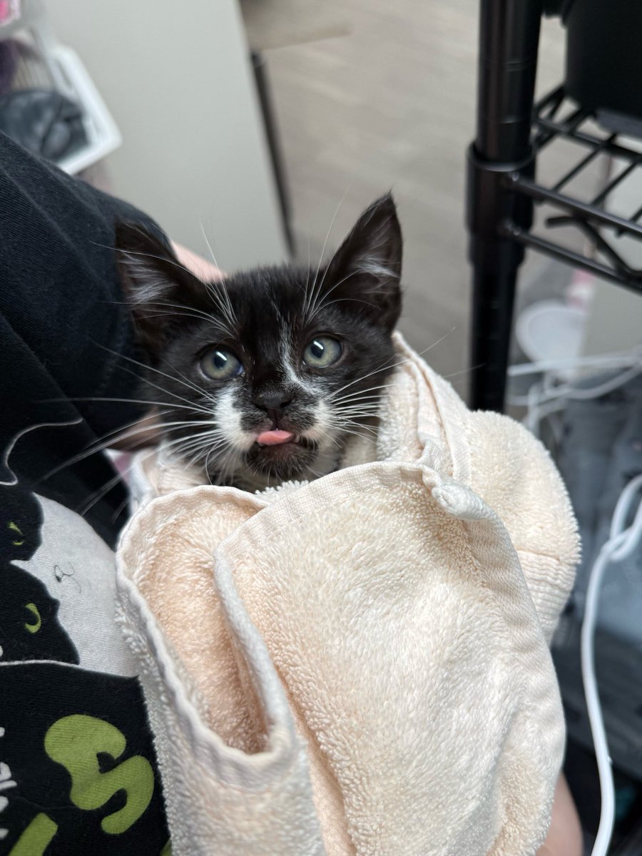 Friends of Bear Cat Rescue tweet media