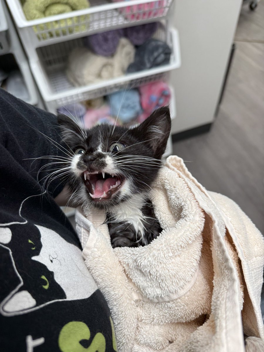 Friends of Bear Cat Rescue tweet media