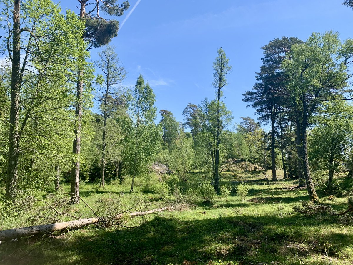 Blogbirder's tweet photo. Late Spring is hard to beat. Out field recording today along Dalarövägen this morning, concentrating on Garden Warbler, Icterine Warbler, Rosefinch and Red-backed Shrike. Collected three recorders that have been out for three weeks in Red-backed Shrike habitat. https://t.co/DfaCpDxKtB
