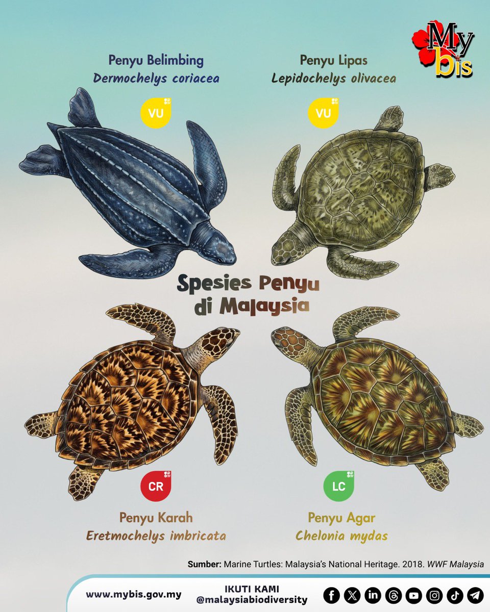 🇲🇾 Malaysia Biodiversity tweet media
