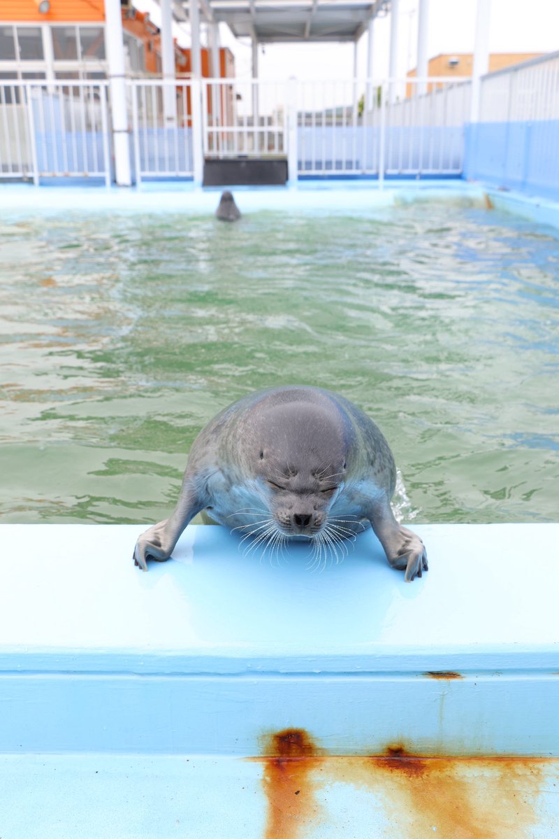 tamoron_photo_gallery/まさとおじ tweet media