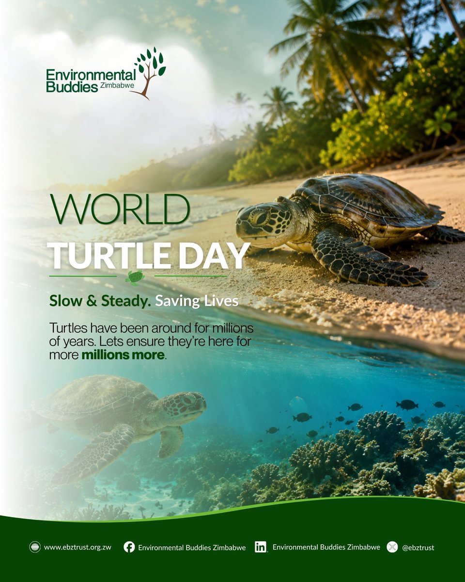 ebztrust's tweet photo. 🐢 This #WorldTurtleDay, EBZ joins the global call to protect turtles and marine ecosystems
Turtles have sustained ocean biodiversity for millions of years, but today they face threats from pollution, habitat loss, and climate change.
#FundingFairerFutures #euDEARprogramme https://t.co/ERaSrQFSuh