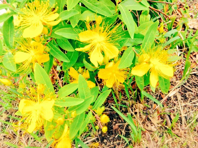 toeic___t's tweet photo. こんばんは🍀
今日は涼しいです
久しぶりにビオトープ行きました
#建築士試験 の勉強頑張ります https://t.co/OXnvGvW5Ku