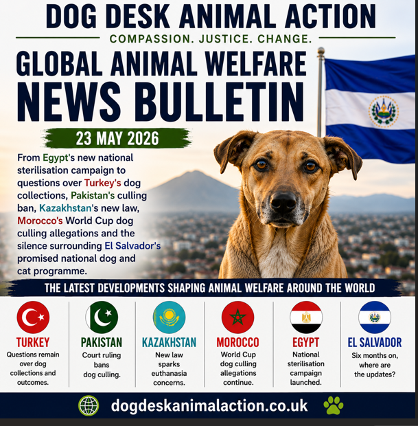 Dog Desk Animal Action tweet media