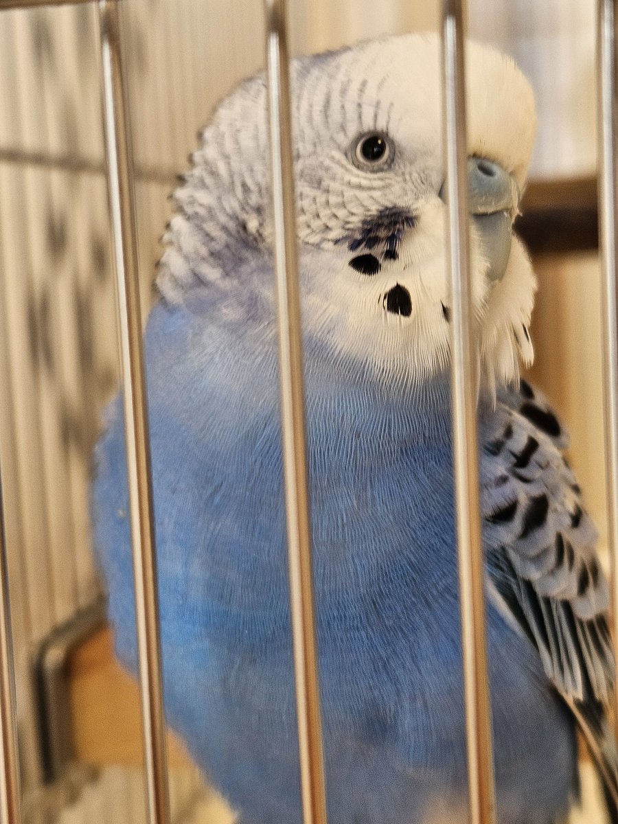あおママ tweet media