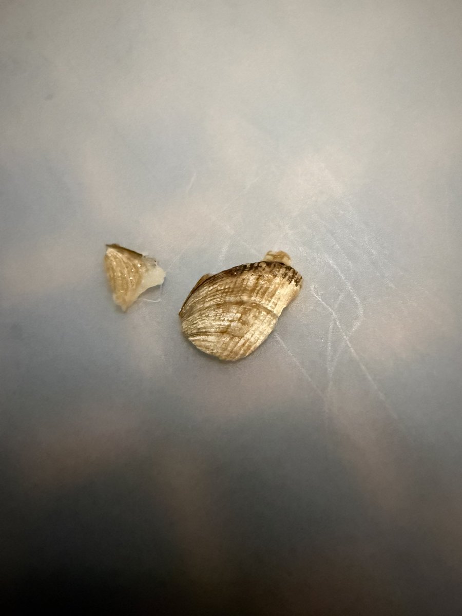 justminV's tweet photo. I was eating ARIH Modern Noodle Vongole with White Clam Oil Pasta and I can attest they use real ingredients. Found a clam shell in my noodles 🤭

#ARIH #bts #btsarmy #clamshell https://t.co/QhoVd0gv7v