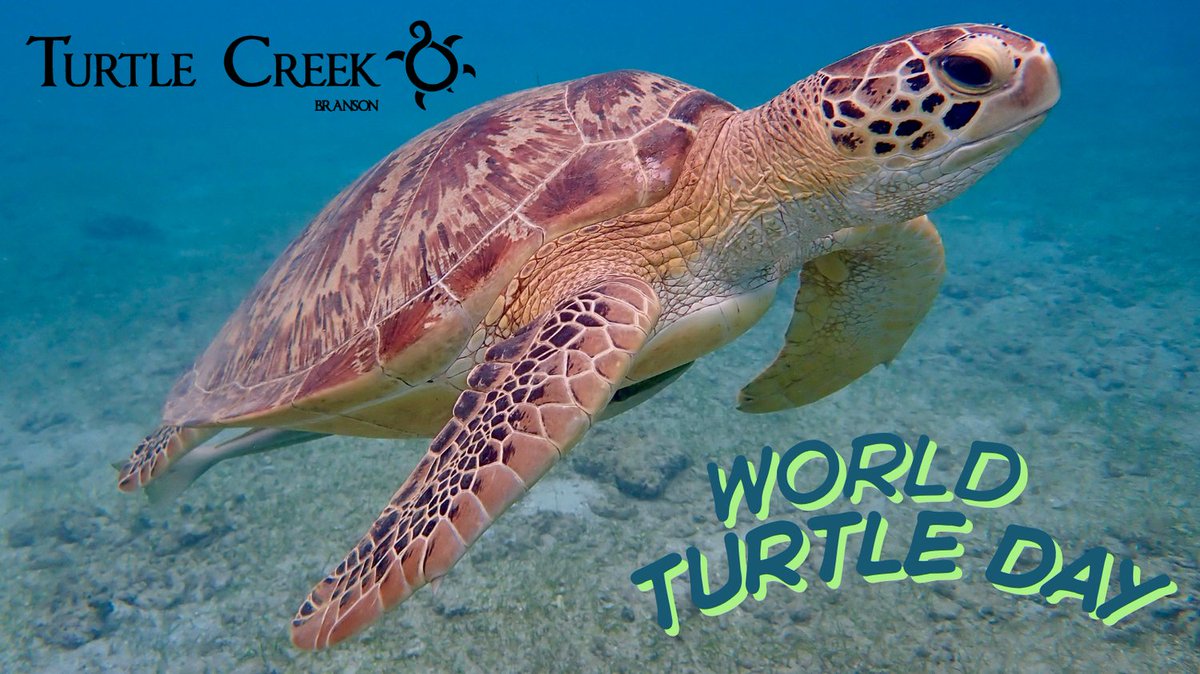 Turtleup tweet picture