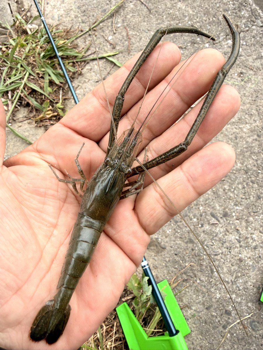 今シーズン第1号🦐 キタ━ヽ(☆∀☆ )ノ━!!! しかも第1号から巨大