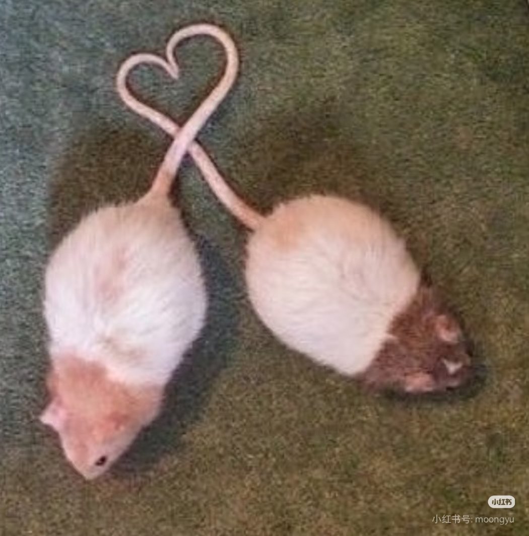 🐭🐭 tweet media