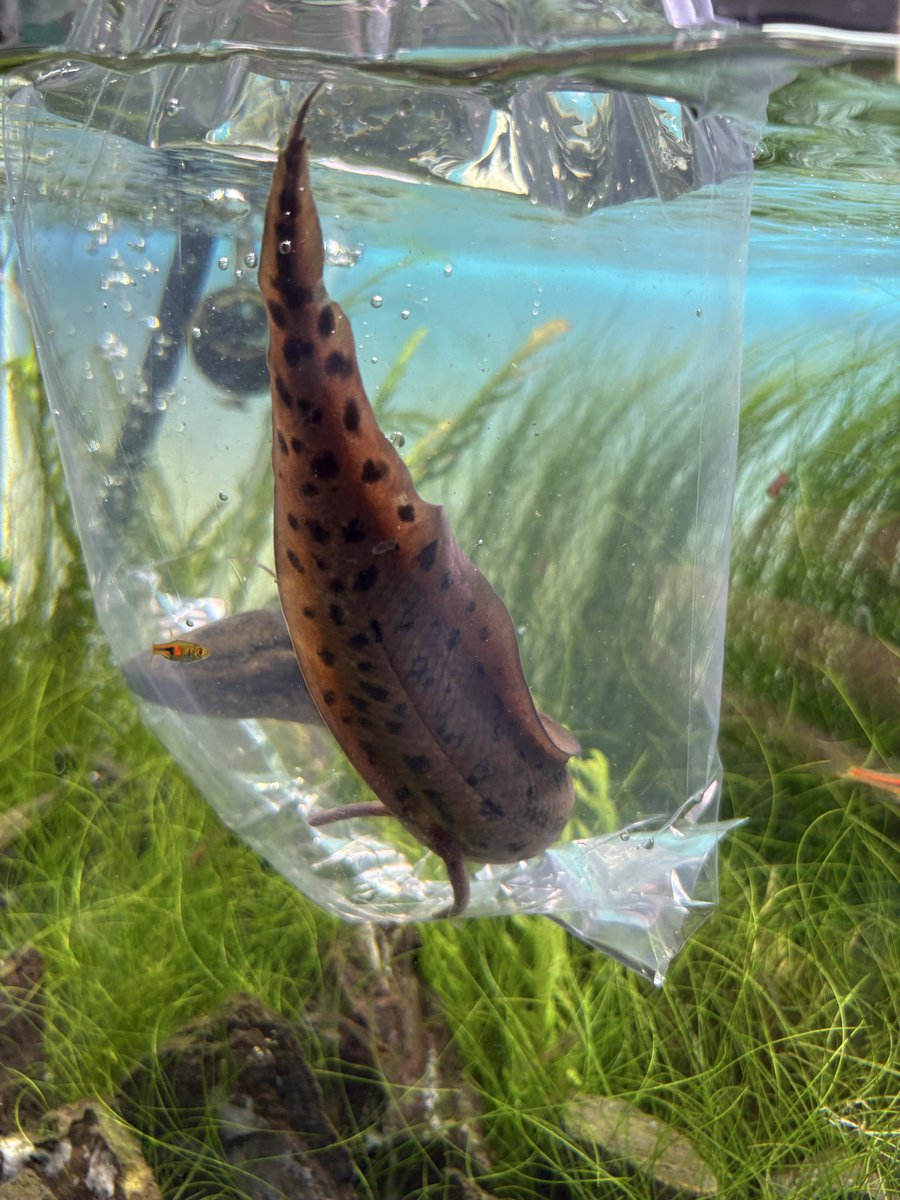 rapu_3rd's tweet photo. ユニアクからアネクテンス

待ち望んでた赤茶系のイケメンを
我が家の肺魚は全てユニアク出身🙆‍♂️ https://t.co/pZtPYH9bsd