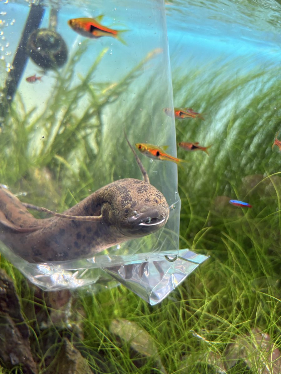 rapu_3rd's tweet photo. ユニアクからアネクテンス

待ち望んでた赤茶系のイケメンを
我が家の肺魚は全てユニアク出身🙆‍♂️ https://t.co/pZtPYH9bsd