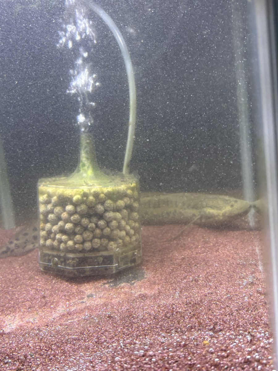 rapu_3rd's tweet photo. ユニアクからアネクテンス

待ち望んでた赤茶系のイケメンを
我が家の肺魚は全てユニアク出身🙆‍♂️ https://t.co/pZtPYH9bsd