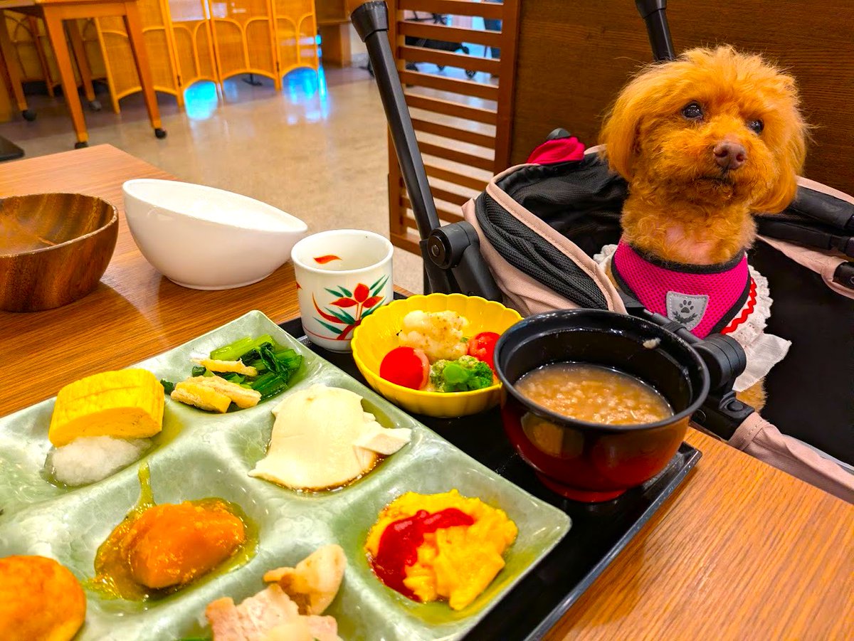pets_with's tweet photo. お部屋はもちろん、館内やレストランなど愛犬と一緒にホテルステイが楽しめる施設に、愛犬のアリちゃんとお邪魔しました♪
【元山上口駅】「わんわんパラダイス奈良生駒」お料理もお部屋も館内も愛犬と一緒に楽しめるホテル♡ホテル内同伴可【奈良県・生駒郡】
https://t.co/S3q8dmh2eM https://t.co/WqQXLZW7WI