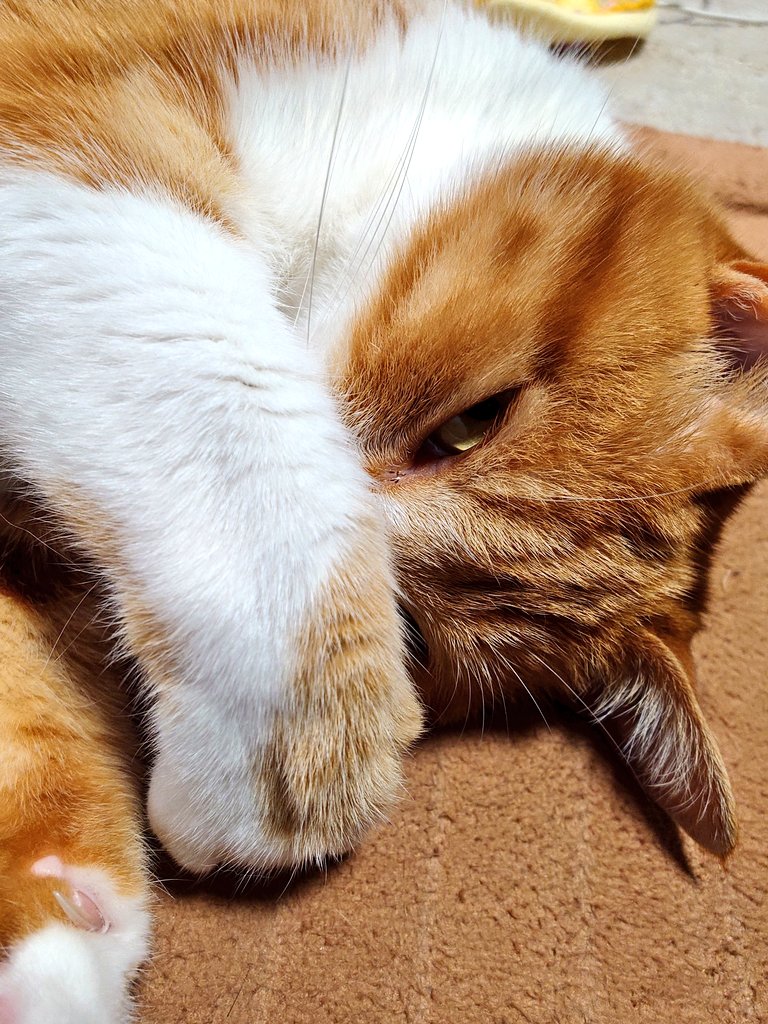 Post by 雪風 on X: ねこ…