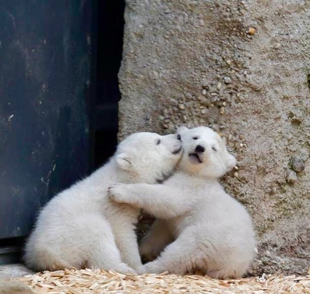 NATURE ✨ WILDLIFE tweet media