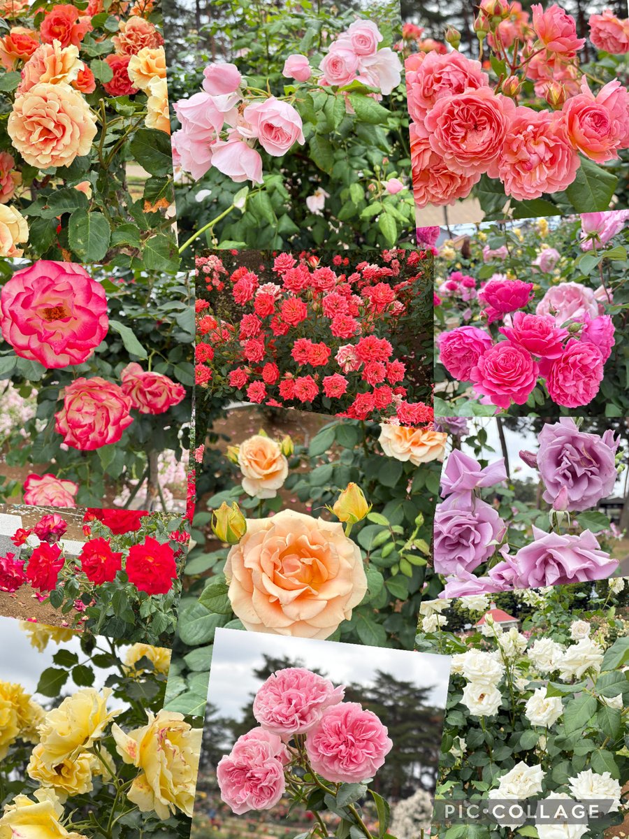 バラ園に行って来ました🌹 ちょっと遅かったけど、まだまだ楽しめまし