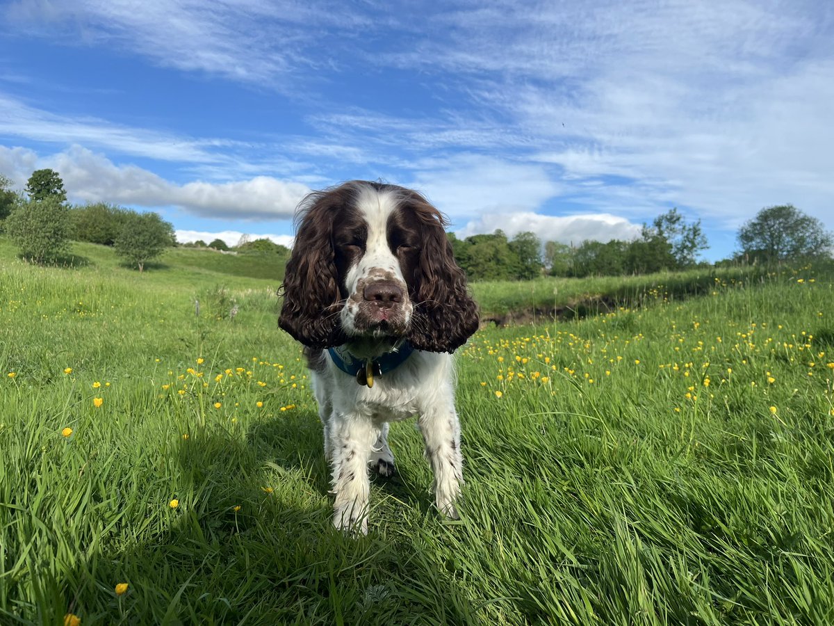 EDDIE Heir 2 AdsDogCharlie tweet media