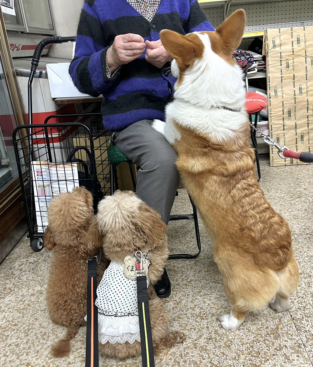 オヤツウォークラリー】🐾 今日のおねだり仲間、#ウェルシュコーギー