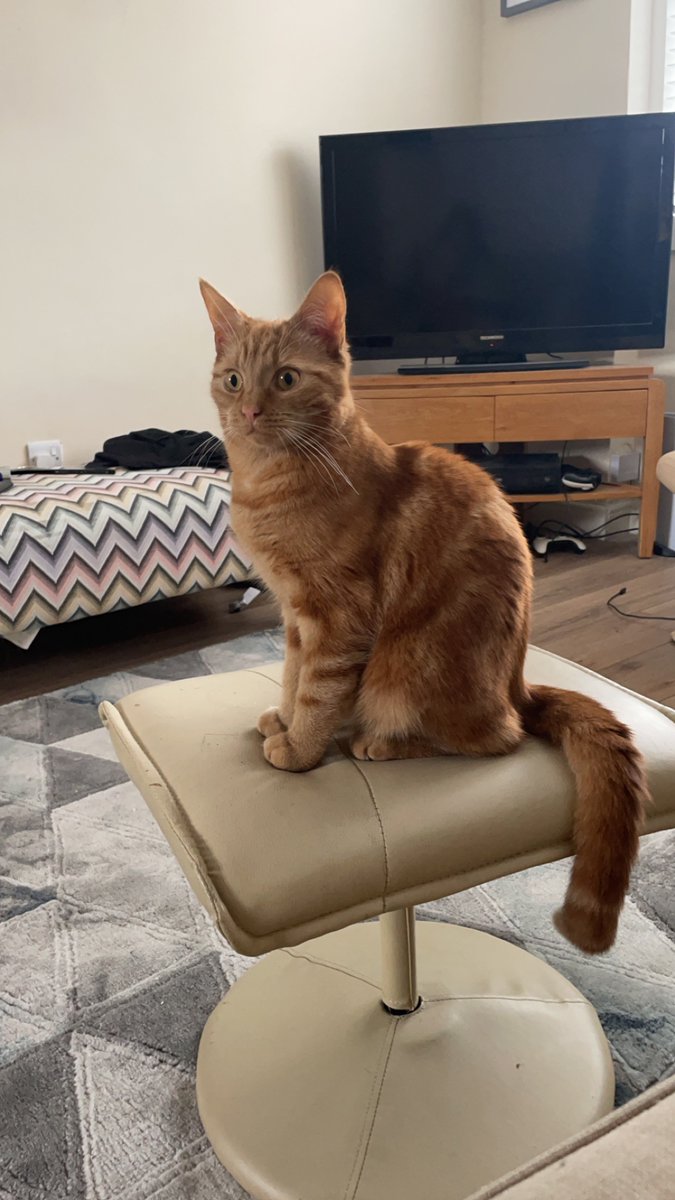 H2RScotland's tweet photo. Gizmo and Floyd aged 10 and 3 years old are both looking for a new home.
They are being rehomed through no fault of their own.
Gizmo and Floyd would be best in a home with no kids or other pets as this is what they are use to.
They are both neutered.
Gizmo had his tail neutered when he was younger due to an accident with a puppy. He also had an operation 5 years ago on his hips where cartilage had grown, however he lives a very happy and normal life.
Floyd is very fit and healthy with no medical issues.
They eat wet and dry food and can be left on their own if you need to go out.
Gizmo is an indoor cat, Floyd has also been indoor but would  venture outside.
They are both registered at the vets and love toys, light fabric balls and laser pens are their favourites.
Meeting new people they are great, Floyd may take around half an hour to come around.
They would be best in a home with someone who is seeking companionship or a couple with no other pets or kids.
For more information please email info@help2rehome.com
