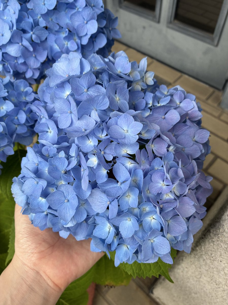 紫陽花