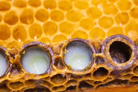 OptimisationLab's tweet photo. Over 185 bioactive compounds. One fatty acid found nowhere else on earth. A clinical trial showing measurable brain growth in 12 weeks

Most people have never heard of Royal Jelly

The people who have — don’t stop taking it ( here’s why 🧵) https://t.co/0QZfBvBR36