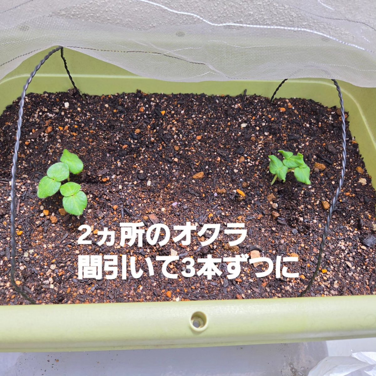 うさぎの台所 tweet media
