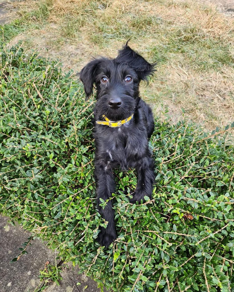 Dogs Trust Leeds tweet media