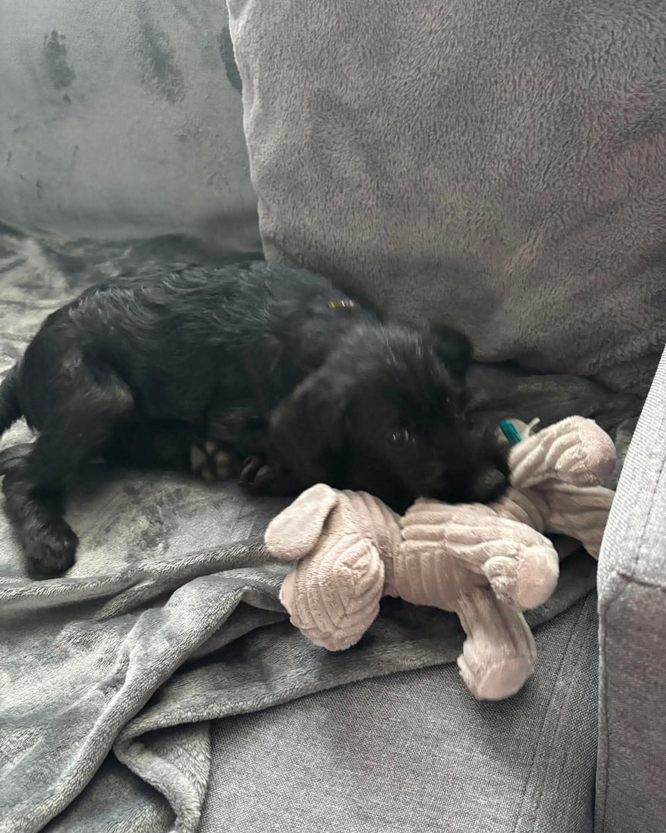 Dogs Trust Leeds tweet media