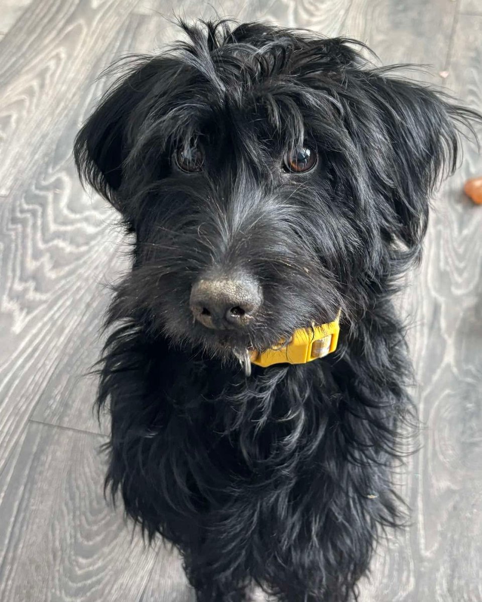 Dogs Trust Leeds tweet media