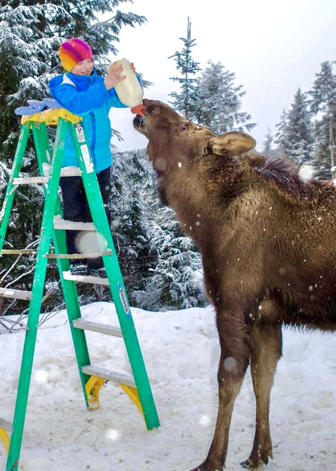 moose tweet media