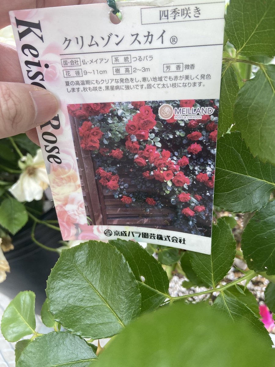 m3km3m's tweet photo. #バラと庭あそび
 #ローズフェスタ
 #京阪園芸ガーデナーズ

 #クリムゾンスカイ をお迎え🌹
大輪のバラ最高すぎるー！幸せ！

4枚目は娘が今日購入した  #さくらいろ 
私が昨日  #コロポックルのばらやさん でお迎えした #ポール・ボキューズ

どちらも淡いピンクで可愛いすぎ😍 https://t.co/4a9u0JPtVF